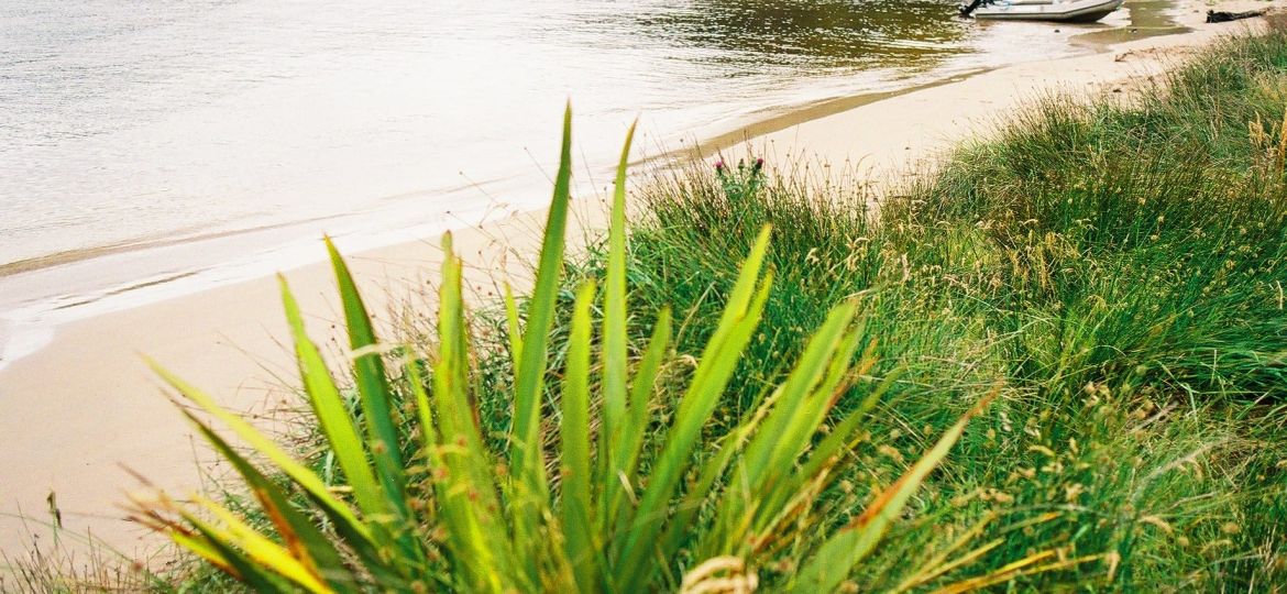 Predator Free Rakiura Project