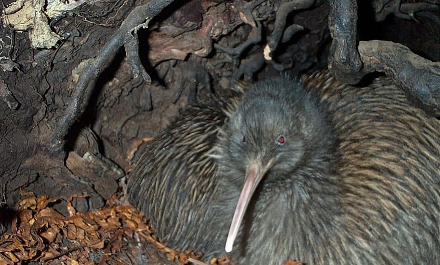 kiwi-on-nest-Long-Harry-thegem-blog-default