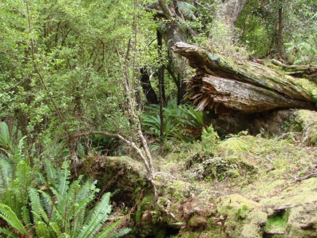 PGF Fund Wilderness