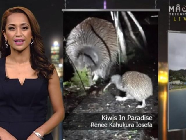 Native-Affairs-Kiwis-in-Paradise